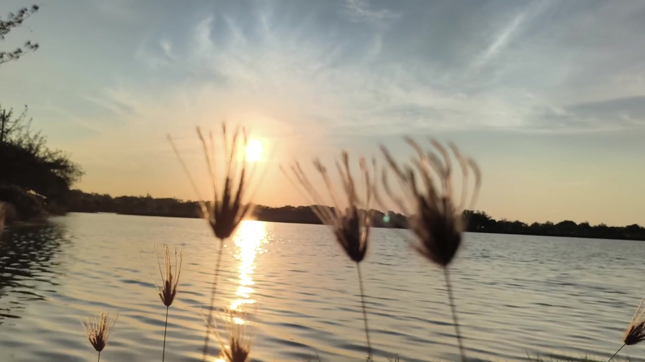 Erba selvatica che ondeggia in riva al lago al tramonto