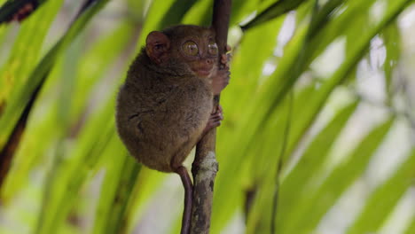 scatto ravvicinato di un tarsio che si aggrappa a un ramo nella foresta pluviale di bohol