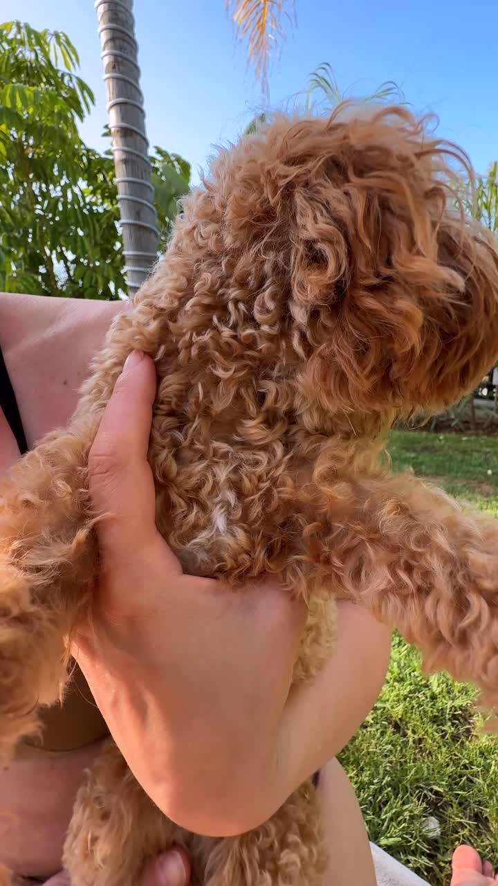 Woman holding a small, fluffy, brown poodle in a garden