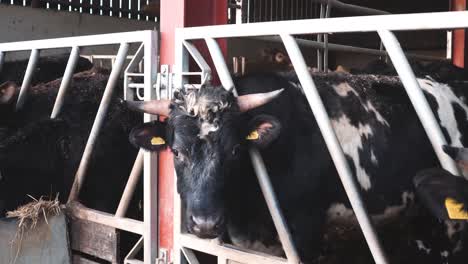 Vacas-Comiendo-De-Un-Comedero-En-Una-Granja-Ganadera-Ocupada