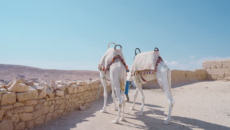 white camels in a desert landscape