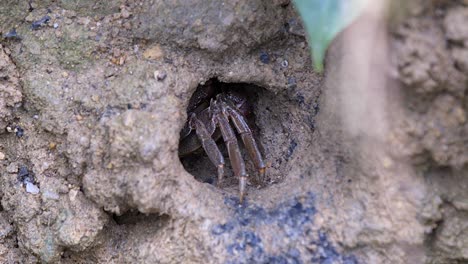 tree climbing crab entering the hole of mud lobster mound in a mangrove area in singapore - dolly shot