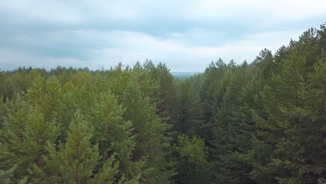 forest aerial view