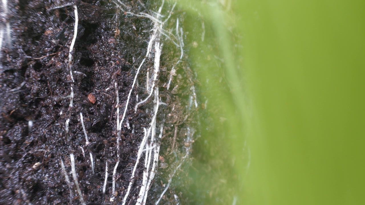 Dry Soil and plant roots Soaking Water, close-up macro