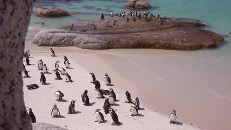 dozens of jackass black footed penguin sit on a beach on the cape of good hope south africa 2