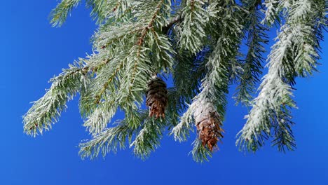breeze moving snowy branches bluescreen for compositing