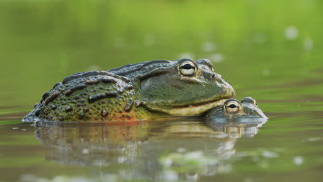 Afrikanische-Ochsenfrösche-In-Amplexus-Während-Der-Regenzeit-Im-Central-Kalahari-Game-Reserve,-Botswana