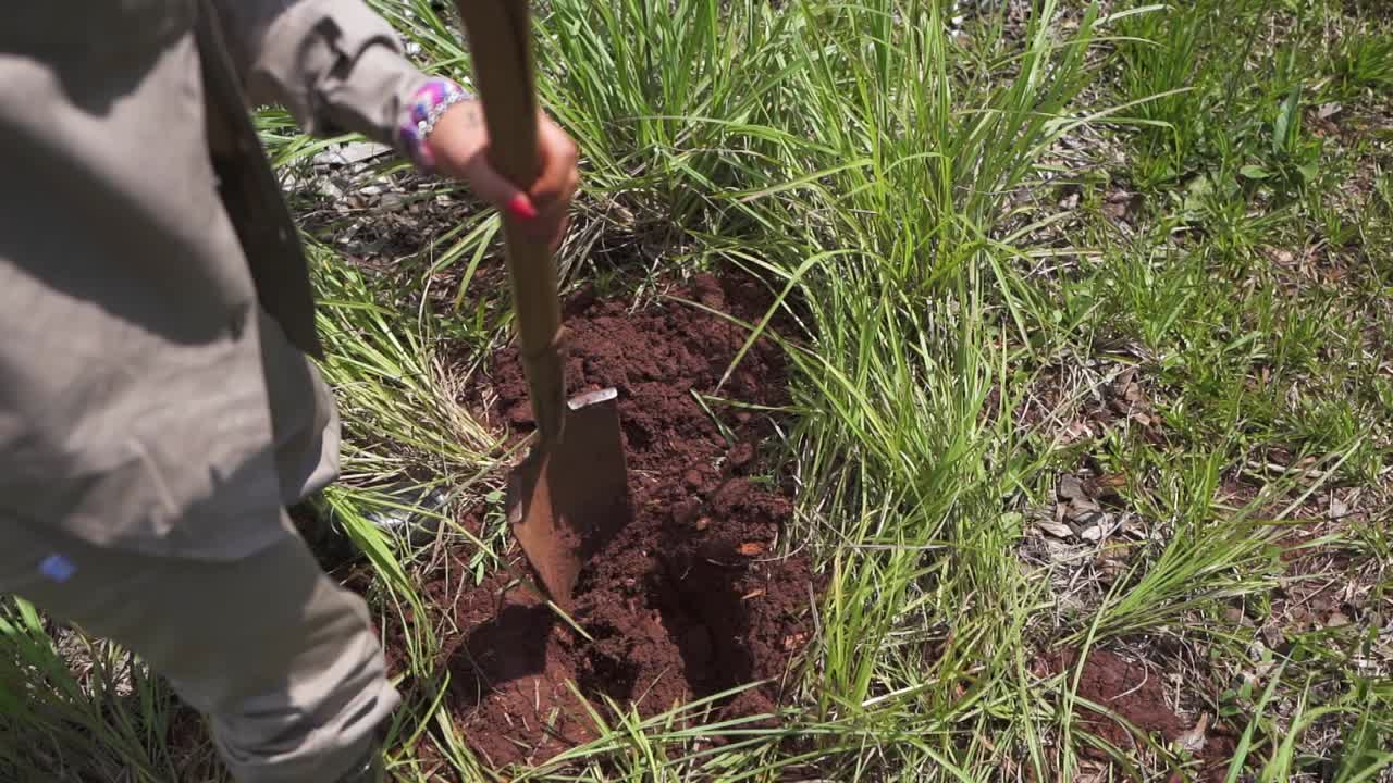 A farmer digging diligently in a green, grassy field, preparing for the upcoming harvest