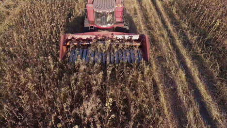 combine harvests of sunflower view from above one can see the mechanism of the harvester which cuts