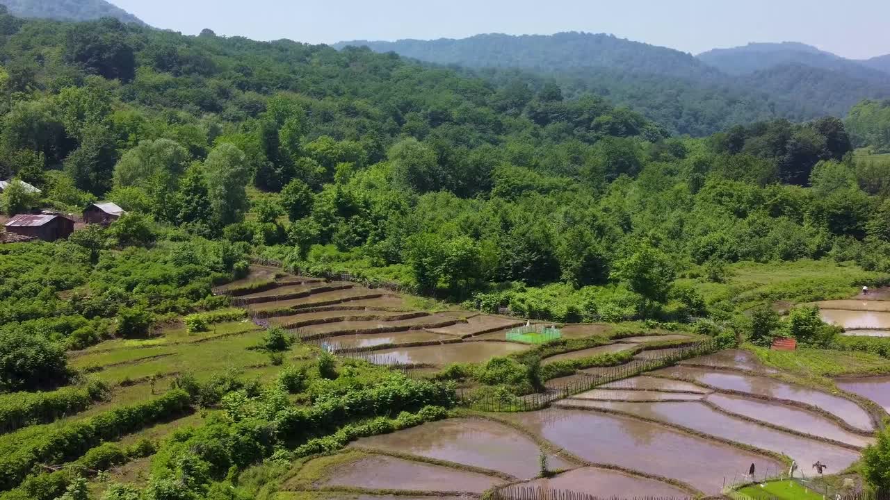 Mountain landscape in background the forest covered hill and the agriculture valley seedling cultivation harvest season of rice in rice paddy field in Iran middle east asia taste arabian culture Iran