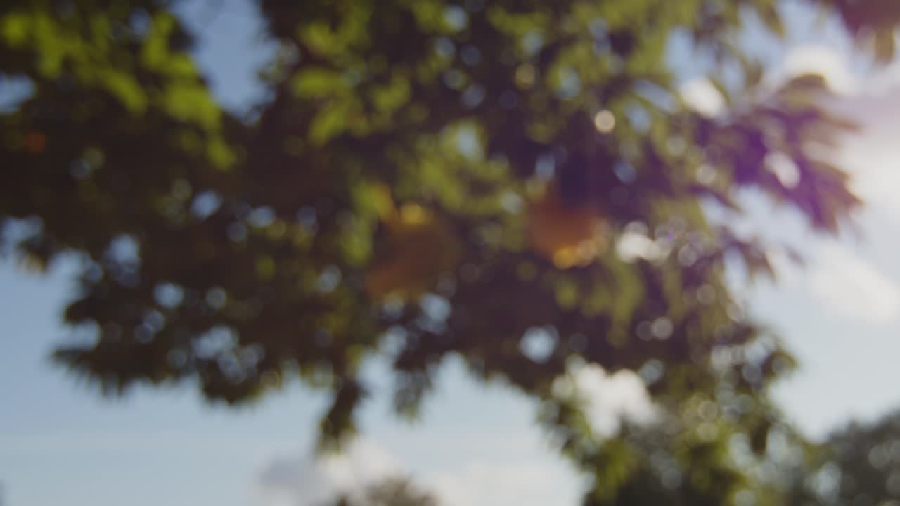 Two yellow decorations hung from tree on beautiful sunny summer evening. Rack focus and slow orbit with lens flare. Shallow depth of field. 50fps