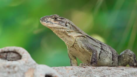 iguana reptile close up on tree with green foliage in background