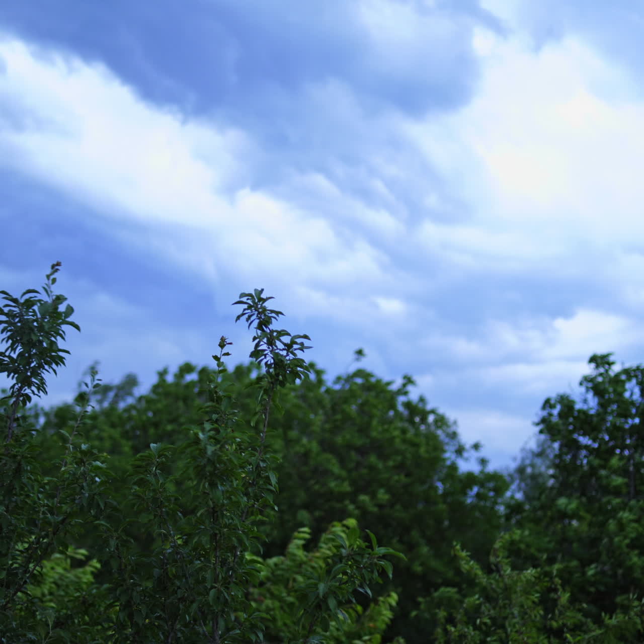 Trees are shaking by the wind under the blue sky with white clouds outdoors. View of the tops of green trees with the branches blowing from a strong wind.
