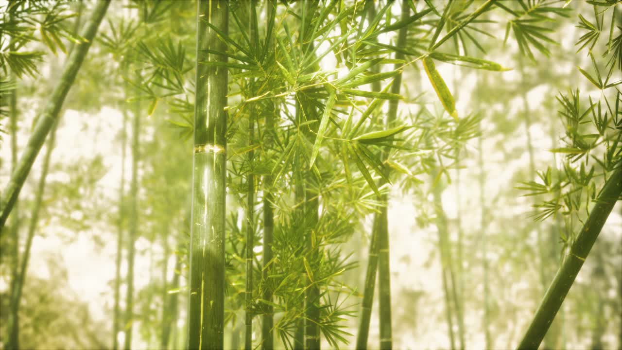 bosque de bambú asiático con luz solar