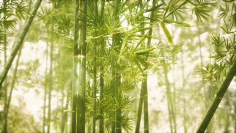 Asian-Bamboo-forest-with-sunlight