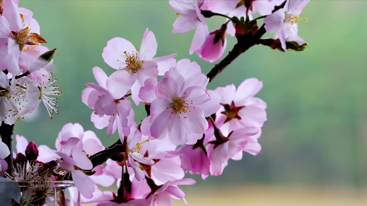 Delicate tree blossoms bloom across slender branches, swaying gently in the spring breeze. This serene scene captures the essence of seasonal renewal, with soft petals and vibrant colors