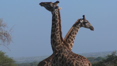 giraffes tussle and fight in a display of mating behavior