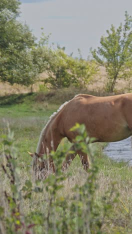 caballos marrones en la granja de caballos