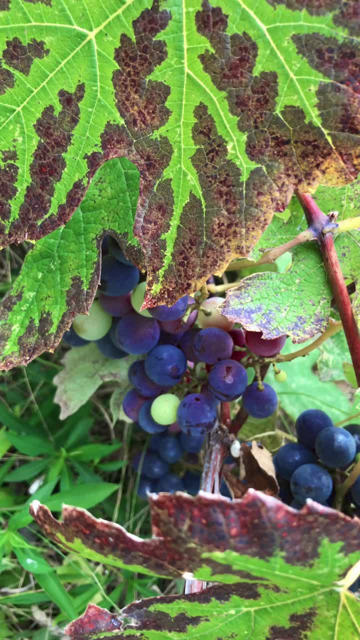 Zooming in Red Grapes and Autumn-Colored Vineyard Leaves