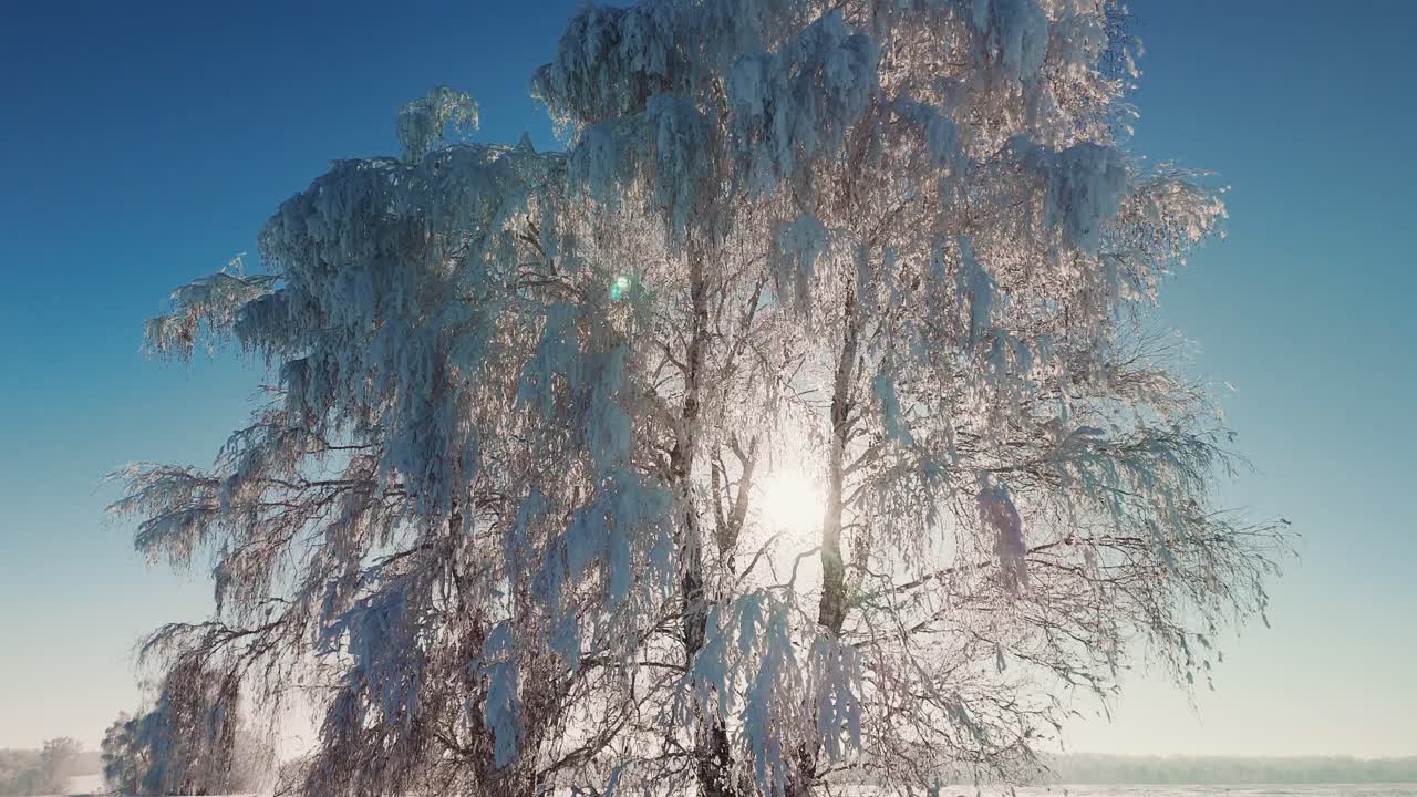Winter Tree in Sunlight