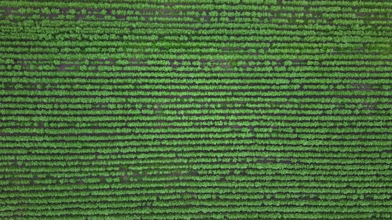 An aerial view of neatly arranged rows of green soybean plants covers the agricultural landscape.