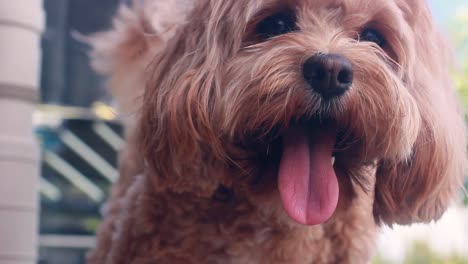 close up of cute australian puppy cavapoo panting and wagging her tail