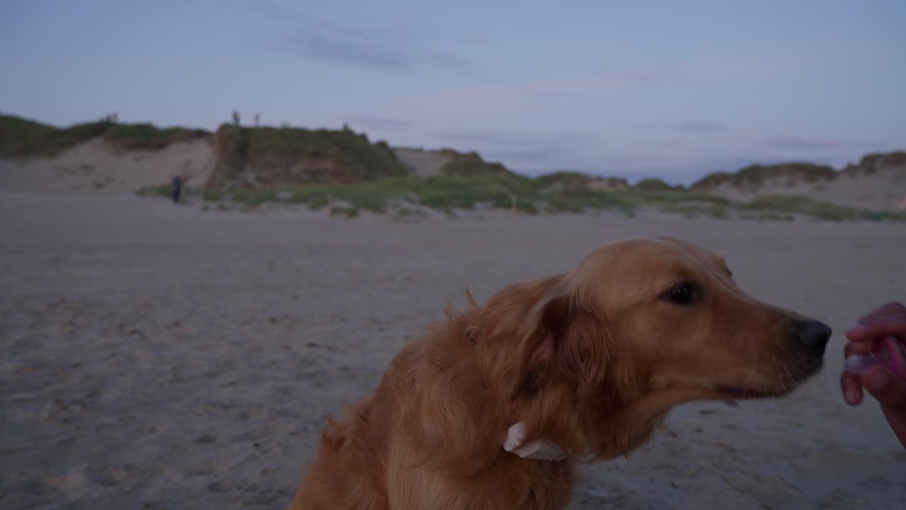 Golden retriever walking on a beach in Norway with soft natural light at sunset