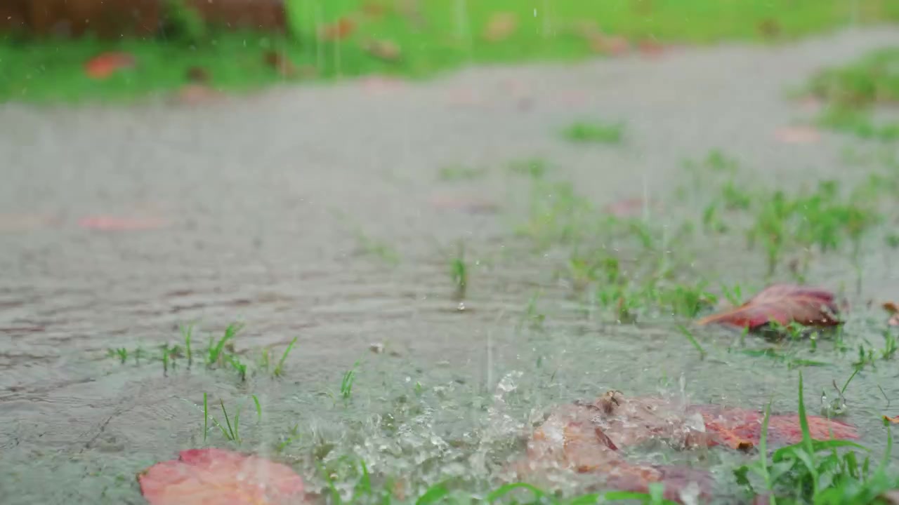 Genangan air dangkal memercik di rumput, tetesan hujan lembut mengenai daun-daun berguguran dan tanah, riak-riak lembut menyebar di permukaan berlumpur, halaman hijau dan latar belakang buram, bidikan sinematik gerak lambat yang ideal.