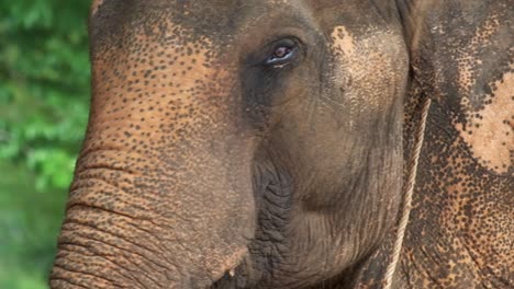 elefante asiático cerca de la cabeza