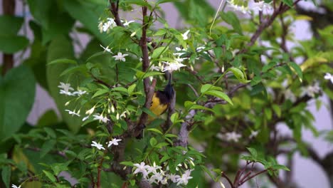 Männlicher-Nektarvogel-Mit-Olivenrücken-Hüpft-Anmutig-Von-Ast-Zu-Ast,-Ist-Damit-Beschäftigt,-Sich-Am-Süßen-Nektar-Der-Blühenden-Weißen-Wasserjasminblüten-Zu-Erfreuen-Und-Zur-Bestäubung-Beizutragen