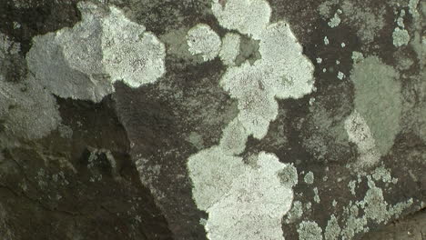 el liquen incrustante crece en el esquisto