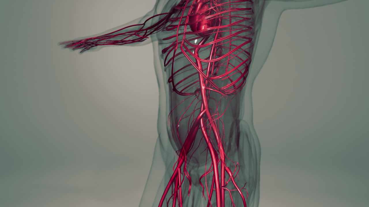 animación médicamente precisa del corazón con venas y arterias