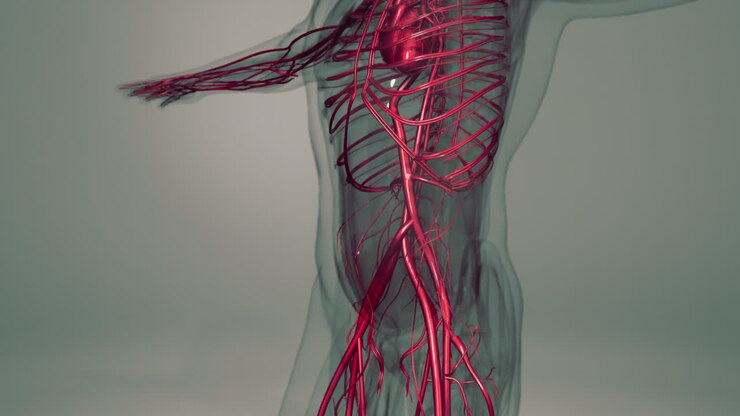 Medically accurate animation of Heart with Vains and arteries