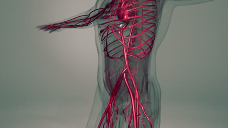 animación médicamente precisa del corazón con venas y arterias