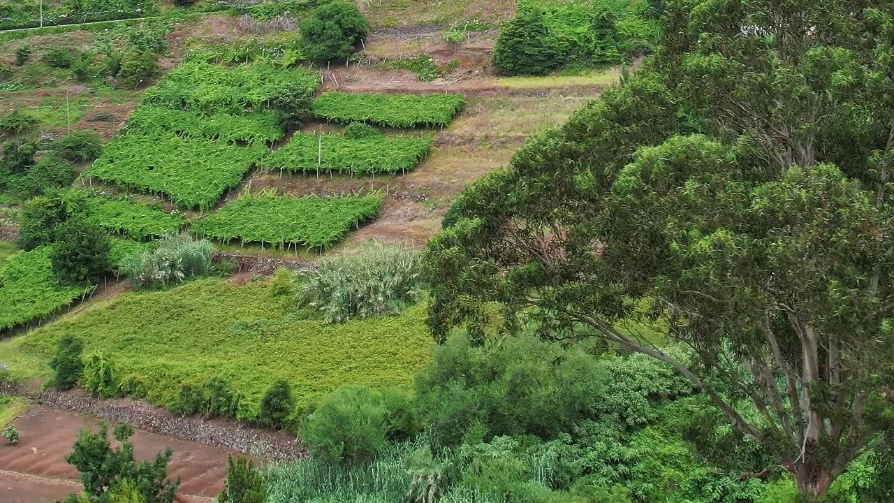 Vibrant green terraces of Madeira showcasing Portugal's natural beauty