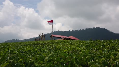 indonesian flag waving on the hill at the tea plantation