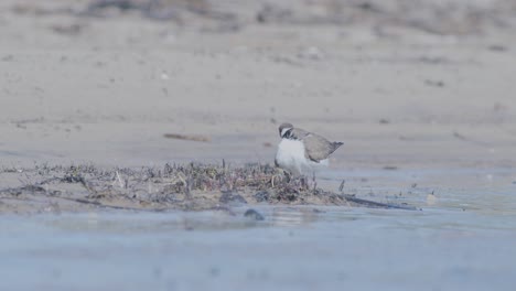 Little-ringed-plover-wader-bird-at-sea-shore-looking-for-food,-eating,-running