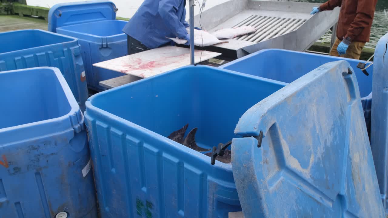Fisherman Weighing Halibut Fish At Weighing Scale Then Throws Into Blue Ice Cooler For Transport