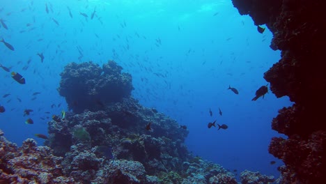 arrecife de coral lleno de vida y una estructura de coral en el medio