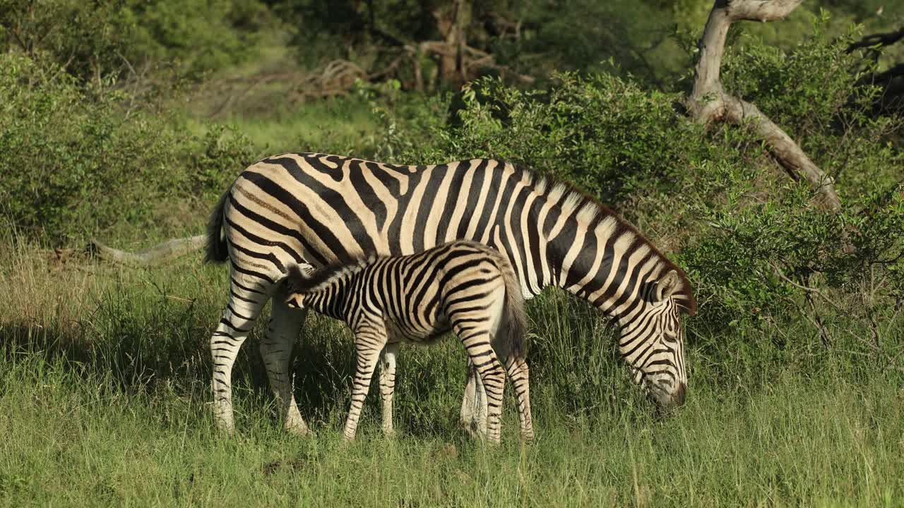 Campo lungo di un giovane puledro di zebra che beve latte, Greater Kruger.