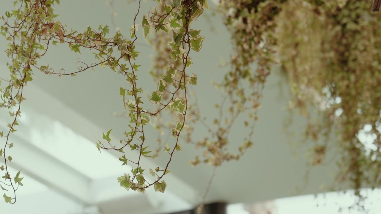Hanging ivy vines and dried branches under a bright ceiling with soft daylight