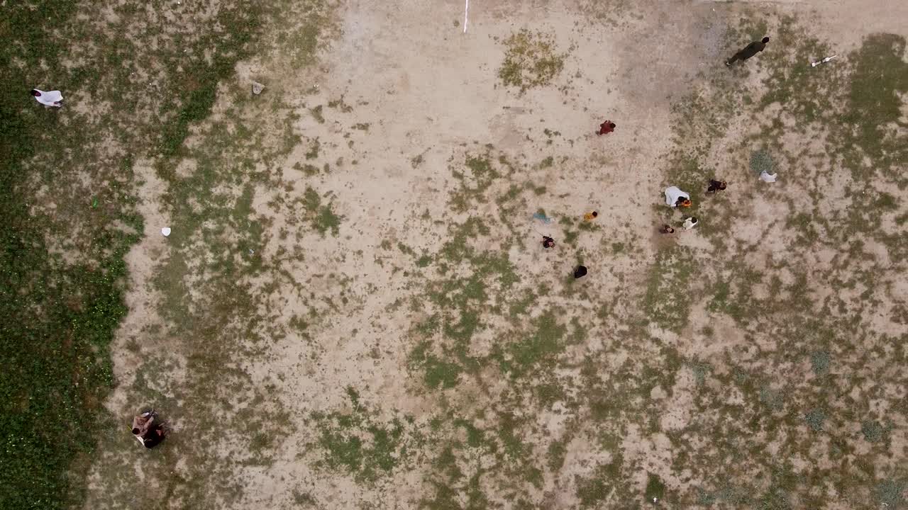 апельсиновое растение