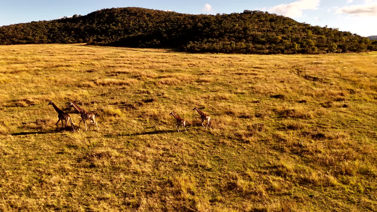 Cape giraffe family stroll over grassland at sunset with long shadows, aerial