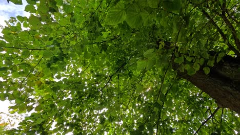 sunlight shines through lush green tree leaves