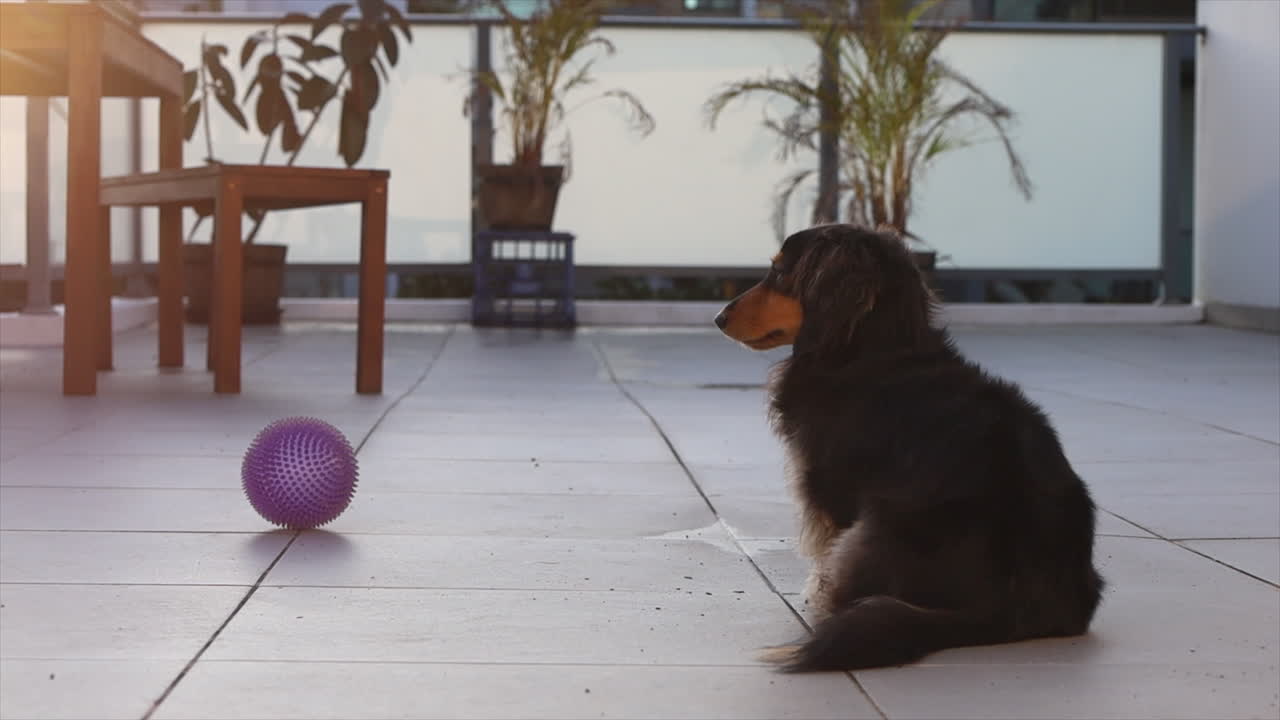 파티오 밖에 있는 개 공 옆에 앉아 있는 작은 개