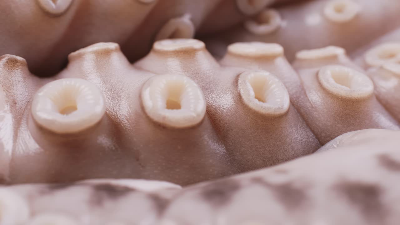 Close-up of Octopus Tentacles