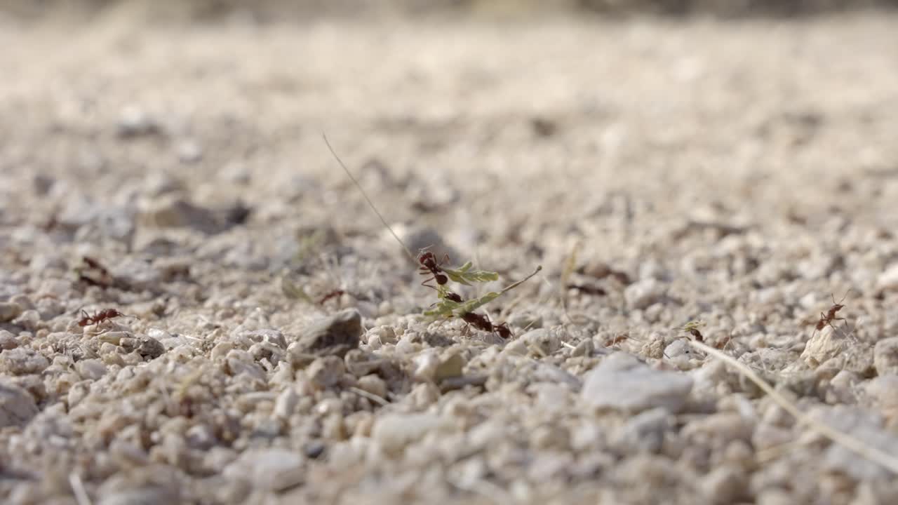 colonia de hormigas cortadoras de hojas sonoras alias acromyrmex versicolor trabajando en suelo seco del desierto, primer plano macro