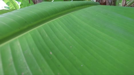 finca bananera, plantaciones de banano