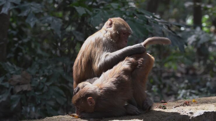 Some monkeys picking the fleas and lice out of their hair