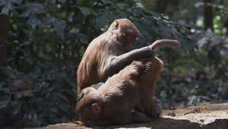 Some-monkeys-picking-the-fleas-and-lice-out-of-their-hair